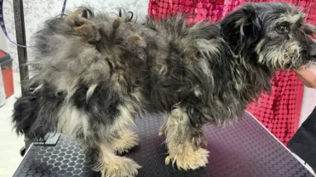 В Актобе из колодца спасли собаку, которая провела там два месяца