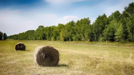 8mln tons of hay harvested in Kazakhstan so far