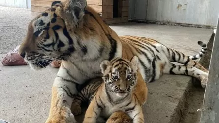 Карагандинцам предлагают дать имена родившимся в зоопарке тигрятам