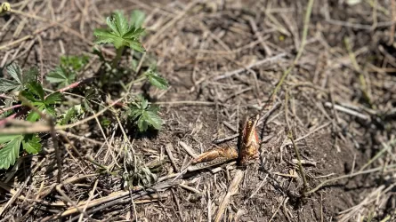 Ситуация под контролем – правительство о распространении саранчи в регионах Казахстана