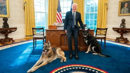 Собака Байдена покусала сотрудников секретной службы, но все еще в Белом доме 