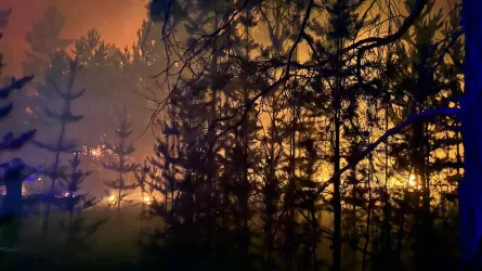 В тушении лесного пожара в Павлодарской области задействовано более 300 человек