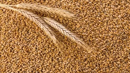 Россия намерена побить рекорд экспорта зерновых  