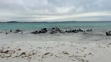 Австралия 50-ден аса қара дельфин жағаға шығып қалды