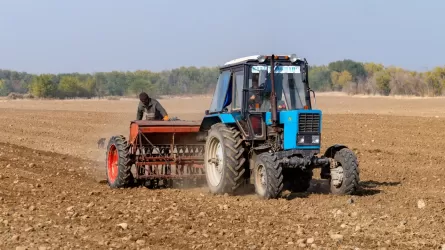 Поставки казахстанской пшеницы в Китай практически прекратились