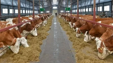 Akmola region to build 7 commercial dairy farms in 2023