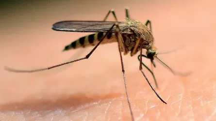 Площадь авиаобработки от комаров предлагают увеличить в Павлодарской области