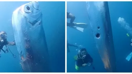 Близ Тайваня обнаружили редчайшую глубоководную рыбу