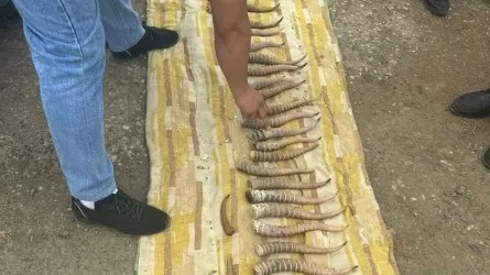 Рога сайгаков почти на 80 млн тенге изъяли в Актобе