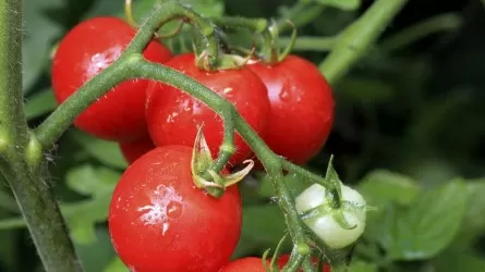Россия подняла для Турции потолок импорта томатов до 500 тыс. тонн 