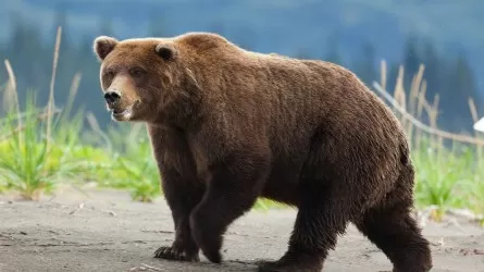 В СКО медведь напал на мужчину 