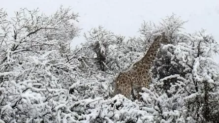 В ЮАР выпал первый за 10 лет снег 