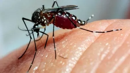 В Таиланде растет число заболевших лихорадкой денге