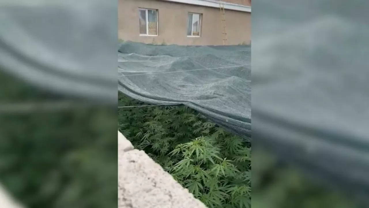 Беспилотник нашел крупную плантацию марихуаны в Жамбылской области 