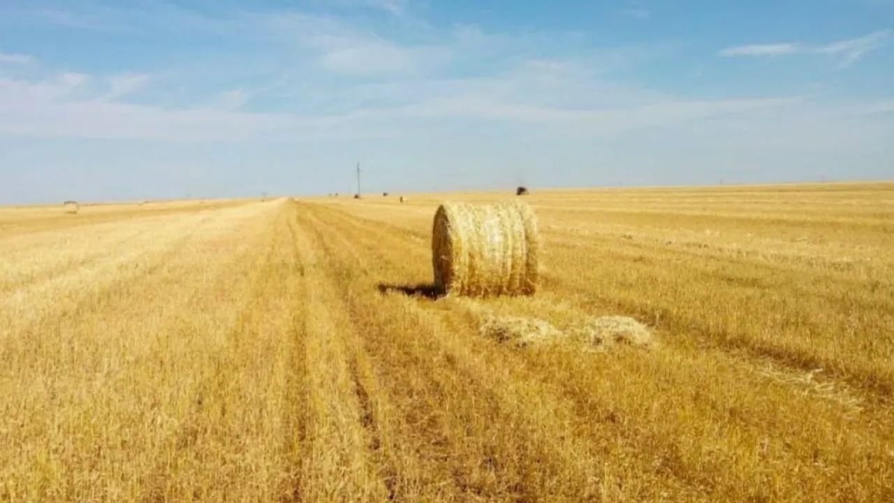 Қазақстанда жаппай егін жинау науқаны жүріп жатыр