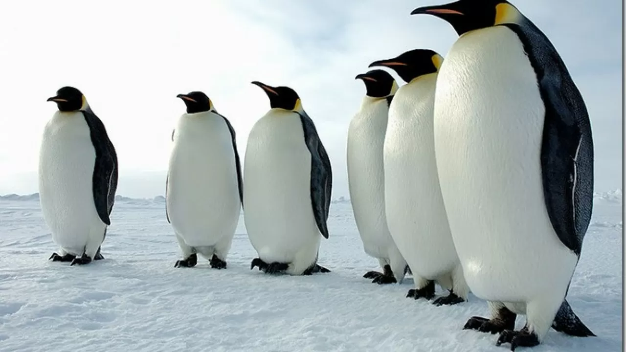 Антарктидада мұздардың еруінен мыңдаған пингвин өлді