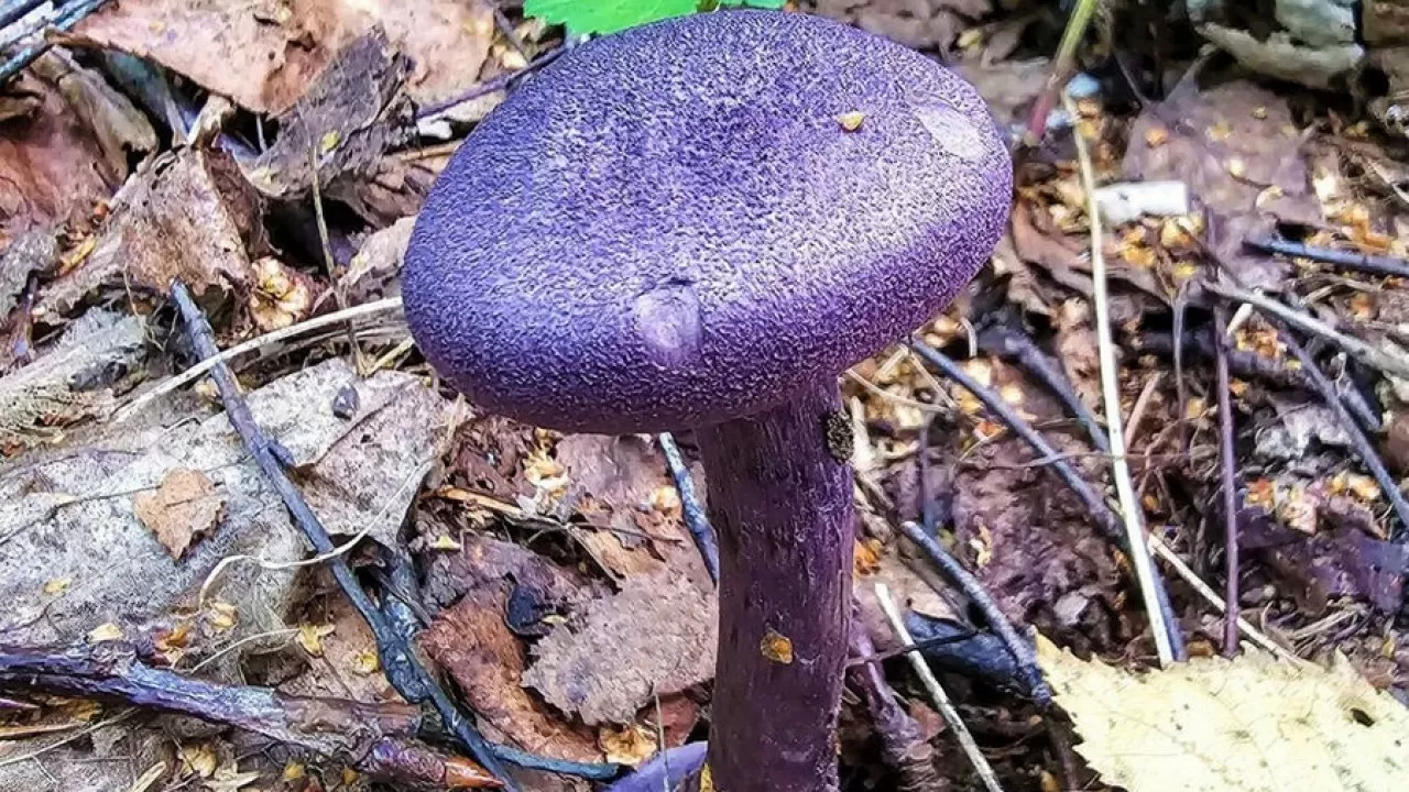 Редкий фиолетовый гриб нашли в Московской области 