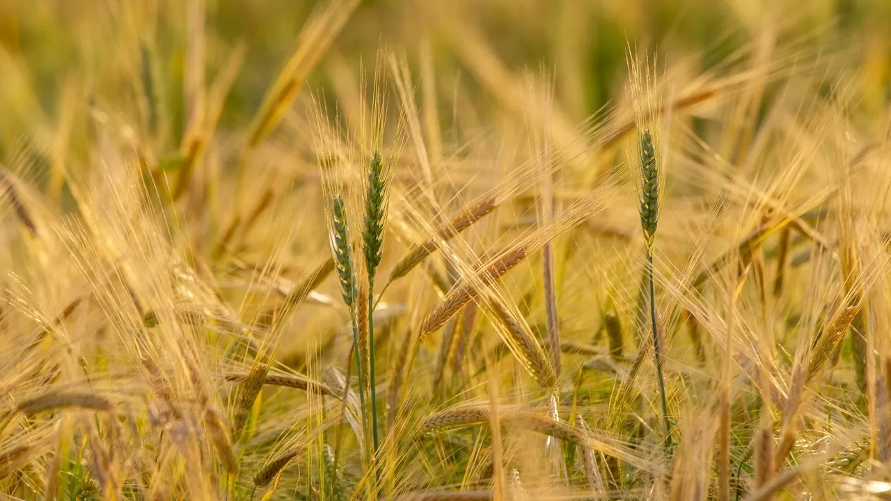 Блинкен призывает продлить "продуктовую сделку"