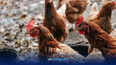 Китай запретил ввоз птицы с четырех российских птицефабрик