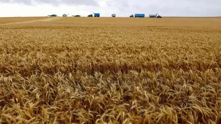 Kazakhstan expands ban on wheat imports