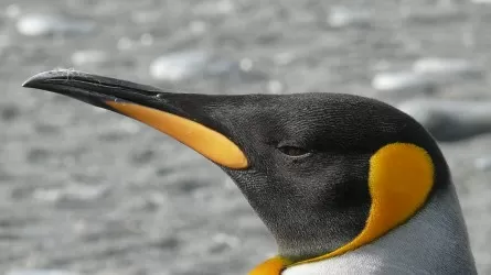 Норвежский пингвин получил звание генерал-майора 