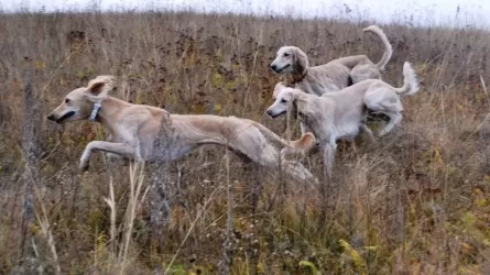 Фильм об уникальных собаках тазы покажут 30 августа телеканалы Казахстана
