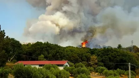 По меньшей мере 26 человек стали жертвами второй волны лесных пожаров в Греции 