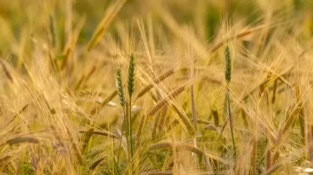 7,5% посевов зерновых в плохом состоянии – минсельхоз РК
