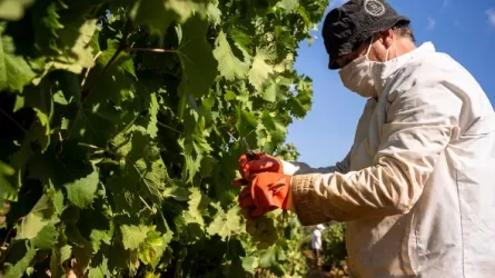 Фермерам Франции выплатят 200 млн евро за уничтожение вина 