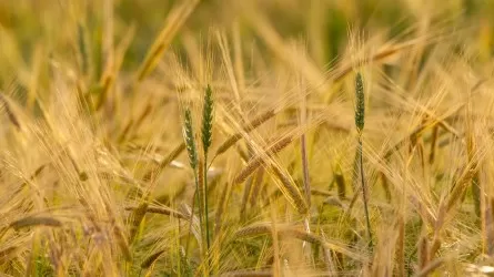Антирекорд двухмесячной давности повторила цена на зерно 