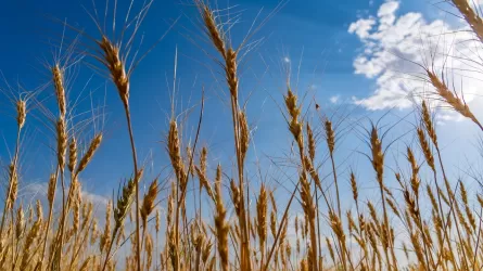 Казахстан может заполонить контрабандная российская пшеница