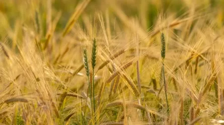 Казахстанский экспорт пшеницы вырос в деньгах на 33,8% 