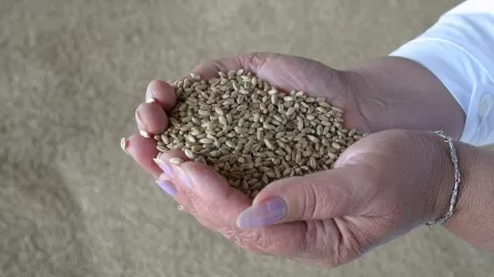 Почему казахстанское зерно теряет рынки сбыта?