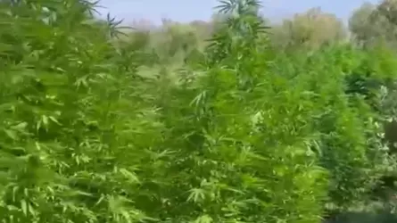В Алматинской области выращивали «наркотические растения»