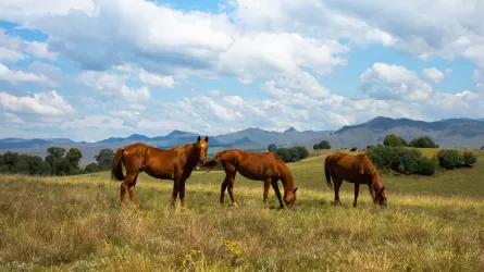 За что президент Кыргызстана подарил коня акыну из Казахстана? 