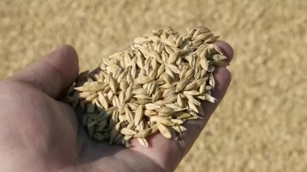 Предложения отраслевиков по борьбе с серым импортом зерна никто так и не учел?
