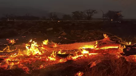 Число жертв пожаров на Гавайях возросло до 67 человек