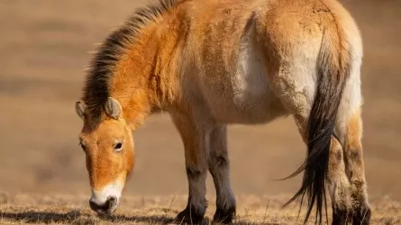 40 лошадей Пржевальского собираются привезти из зоопарков Чехии в Казахстан