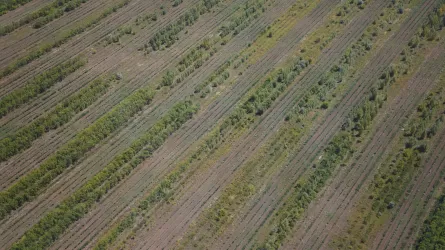 В Павлодарской области с начала года в госсобственность вернули 156 тыс. гектаров неиспользуемых сельхозземель