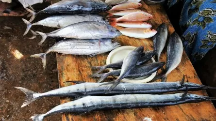 Казахстан предлагает обнулить пошлину на ввоз в ЕАЭС некоторых кормов для рыб 