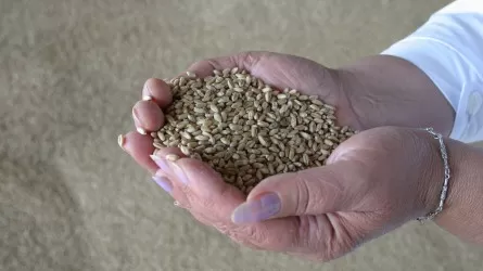 Продавать зерно в убыток вынуждены казахстанские фермеры