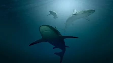 Акулы потопили катамаран кругосветной экспедиции в Коралловом море