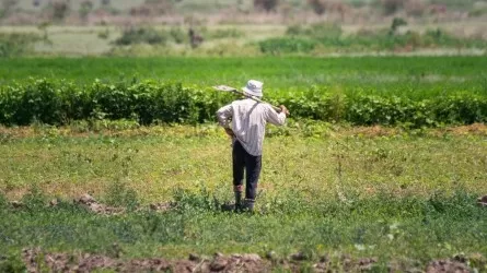 В Казахстане растет показатель принудительного изъятия неиспользуемых сельхозземель