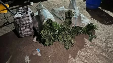"Садовода-плантатора", вырастившего марихуану, и его клиента задержала полиция Алматы 
