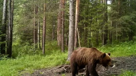 Шығыс Қазақстан облысында аюды атқан браконьер ұсталды