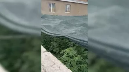 Минус 170 тонн конопли. Жамбылская полиция уничтожает посевы опасной травы 