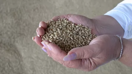 Токаев поручил правительству помочь производителям зерна