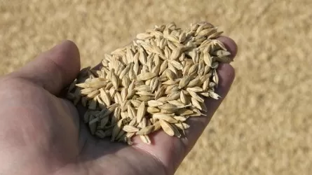 Костанайская пшеница может остаться гнить на токах 