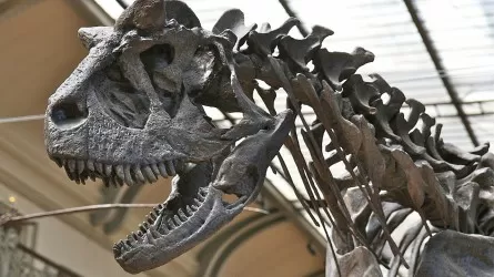 Почти полный скелет динозавра, которому 150 млн лет, выставлен на аукцион в Париже 