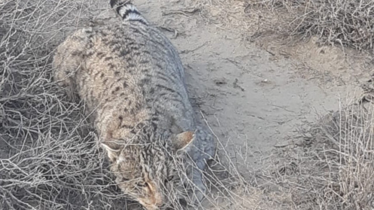 Днепропетровск облысының Жовти Воды қаласындағы порно